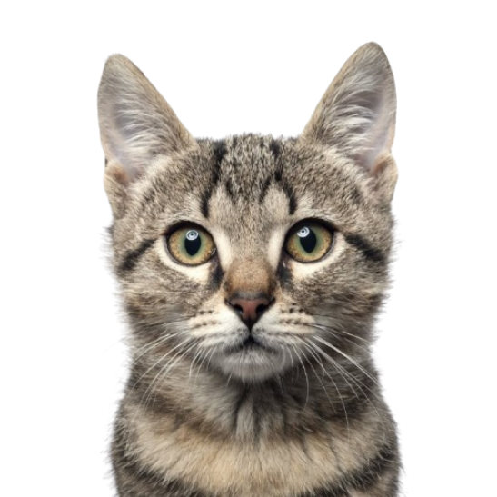 Exercise 01 — Movie Tracker