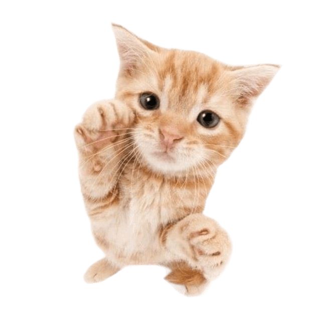 Exercise 02 — Nlogonia (11498)